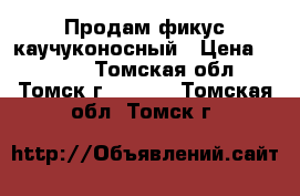 Продам фикус каучуконосный › Цена ­ 1 300 - Томская обл., Томск г.  »    . Томская обл.,Томск г.